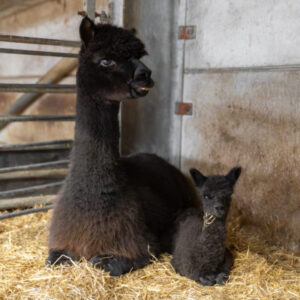 Adopt an Alpaca