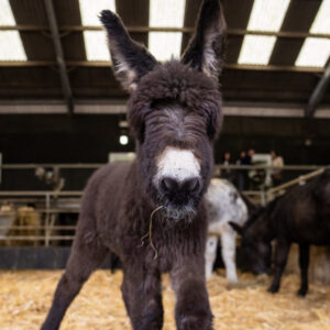 Adopt a Donkey