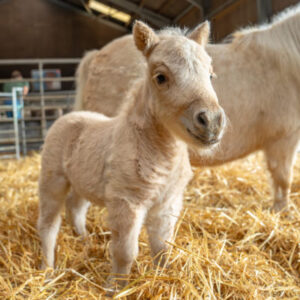 Adopt a Shetland Pony