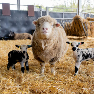Adopt a Sheep