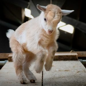 Adopt a Goat