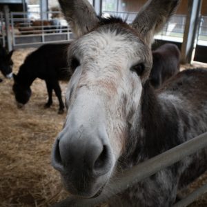 Adopt a Donkey