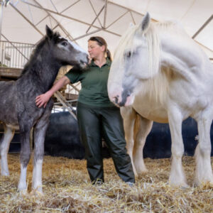 Adopt a Shire Horse