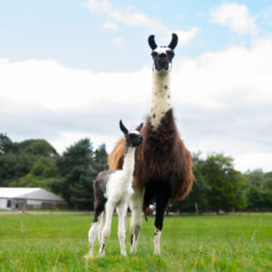 Adopt a Llama