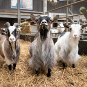 Adopt a Goat