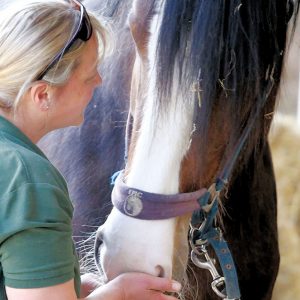 Adopt a Shire Horse