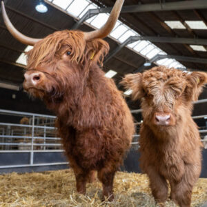 Adopt a Highland Cow