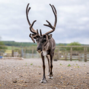 Adopt a Reindeer