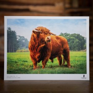 Ted the Highland Cow Premium Art Print